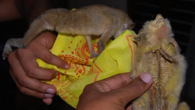 దేవాంగపిల్లి శరీరభాగాలను క్షుద్రవిద్యలలో వినియోగిస్తున్నారు 