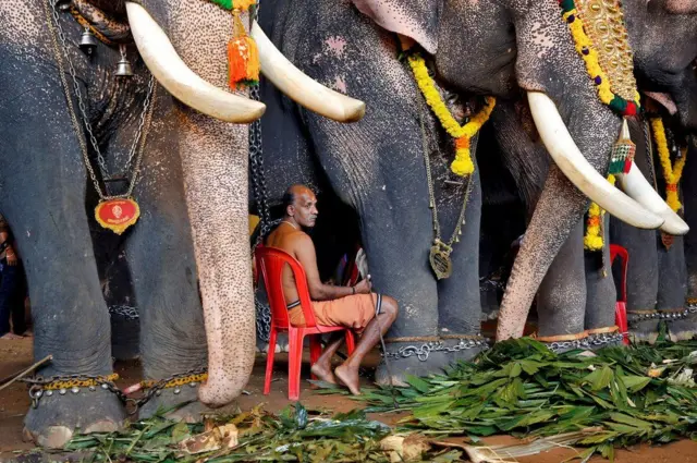 হাতি পালক মাহুত