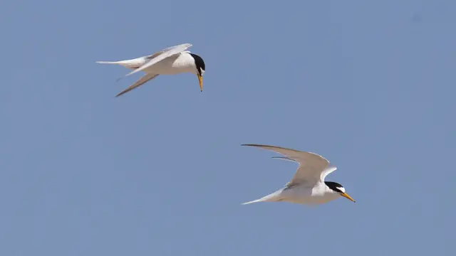 Крячок малий