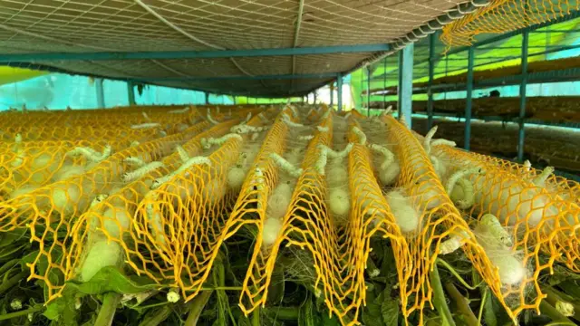 रेशीम कोष