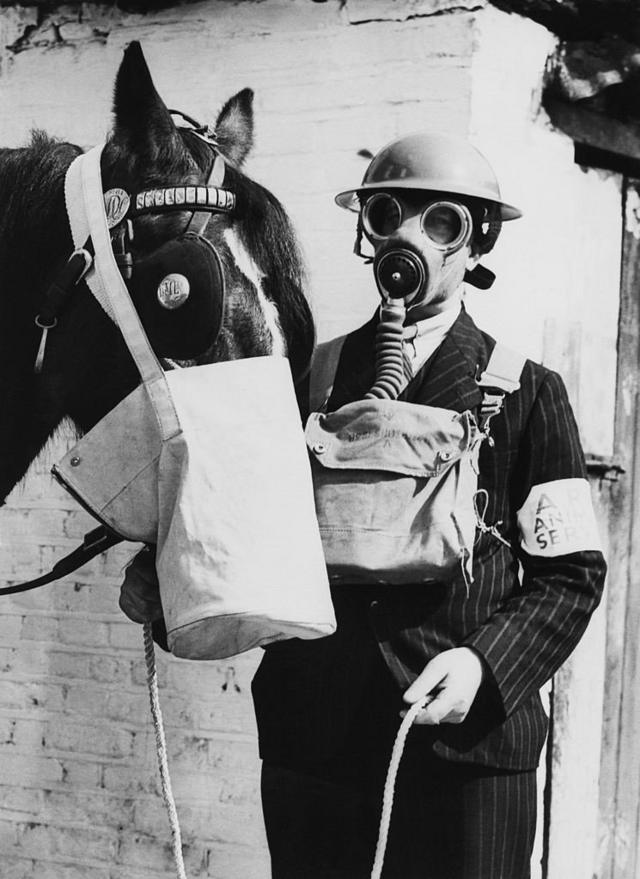 Un cheval avec un masque à gaz