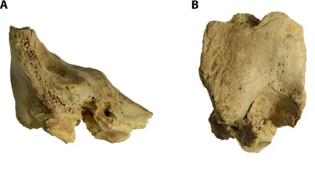 निएंडरथल