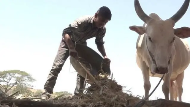 गुरांसाठी देखील पाणी नाही