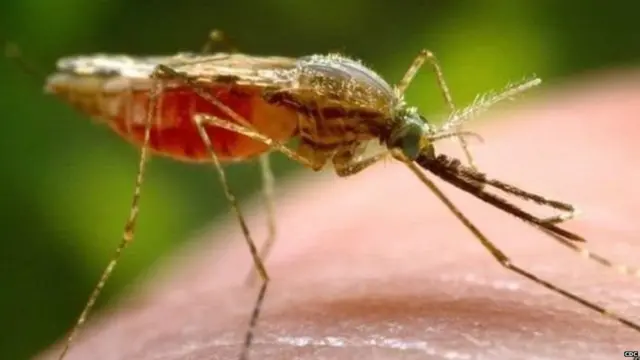 मलेरिया