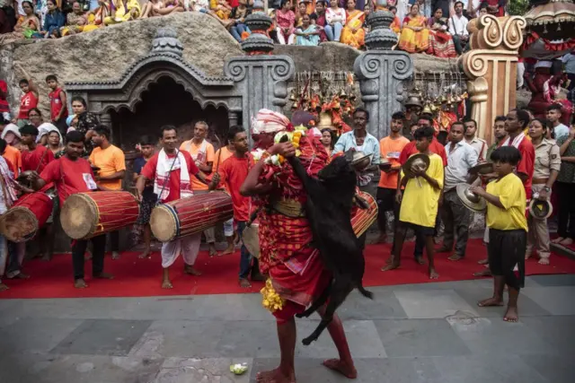 ভারতের কামাখ্যা মন্দিরে দেবধানী উৎসবে উৎসর্গের জন্য ছাগল নিয়ে যাওয়া হচ্ছে, ছবি: আগস্ট, ২০২২