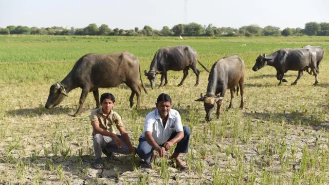 ગુજરાત, ખેતી, ખેડૂતો, જમીન, કૃષિ, દલિતો, અધિકારો, બીબીસી ગુજરાતી
