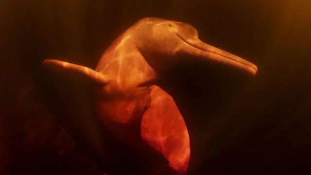 పింక్ రివర్ డాల్ఫిన్ 