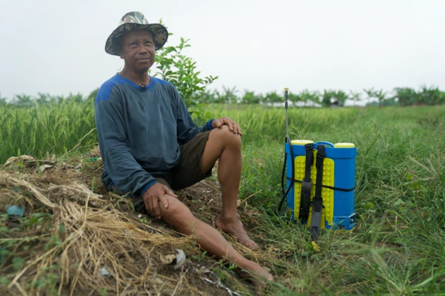indramayu, pesisir, pertanian, swasembada pangan, pantura