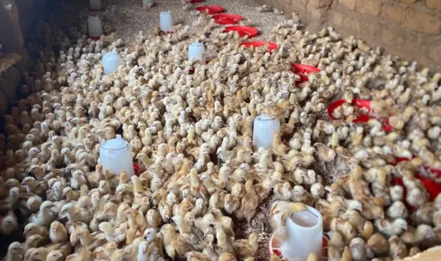 Inzu yororeramo imishwi y'inkoko 