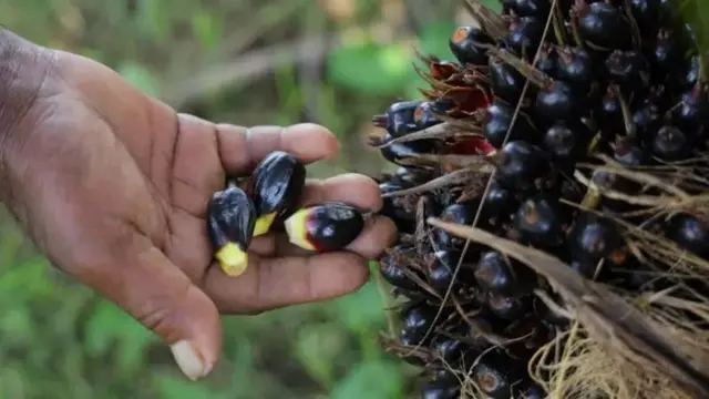 சமையல் எண்ணெய், எண்ணெய் பனை, ஆஃப்ரிக்க எண்ணெய் பனை வண்டுகள், விவசாயம்