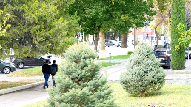 Яшил қоплам