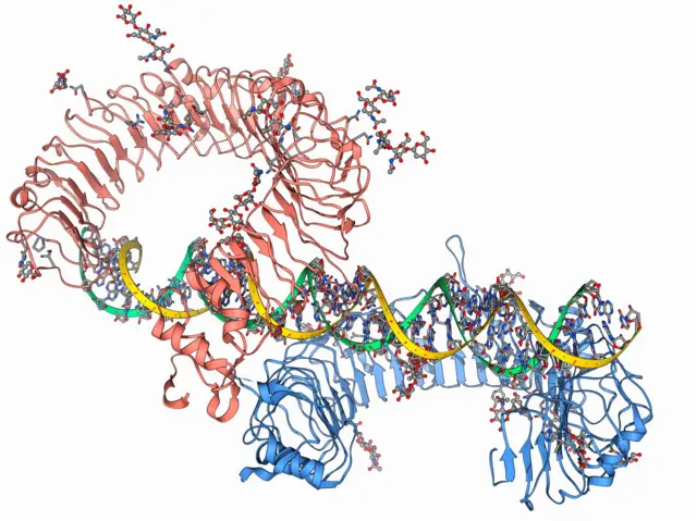 gene do receptor toll