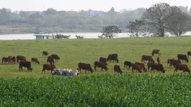 Việt Nam, đất đai, dân oan