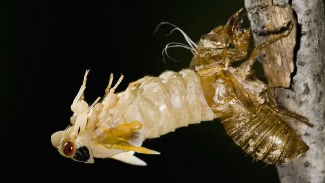 A nymph cicada breaking out of its shell