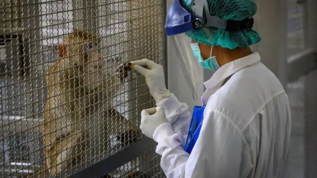 Un macaco Rhesus en una jaula