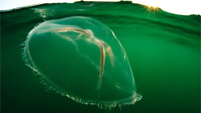 జెల్లీ ఫిష్