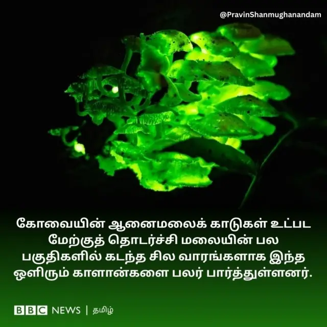 கோவையின் ஆனைமலைக் காடுகள் உட்பட மேற்குத் தொடர்ச்சி மலையின் பல பகுதிகளில் கடந்த சில வாரங்களாக இந்த ஒளிரும் காளான்களை பலர் பார்த்துள்ளனர்.