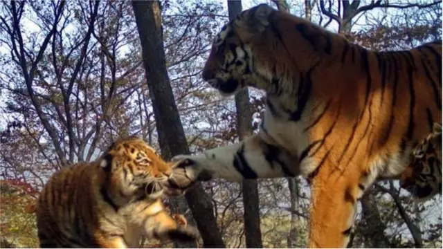 সাইবেরিয়ান বাঘ