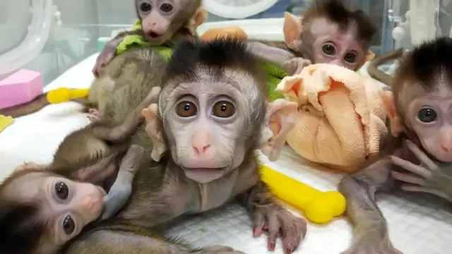 오늘날 부유한 사람들은 비용을 지불하고 자신의 반려동물을 복제할 수 있다