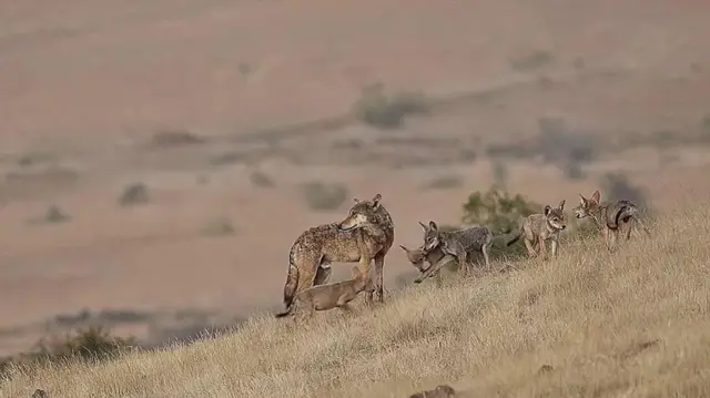 పుణే సమీపంలోని పచ్చికబయళ్లలో తోడేళ్ళ కుటుంబం