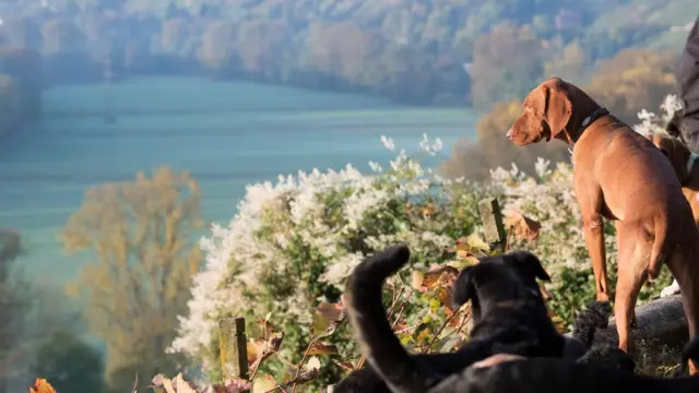 Dogs dey look di area.