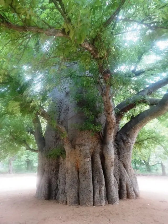 ராஜபாளையத்தில் இருக்கும் பழமையான மரம்