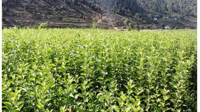 जुम्लाको चन्दननाथ नगरपालिका उमगाडमा रतनबहादुर रावलले उत्पादन गरेका स्याउका बिरुवा