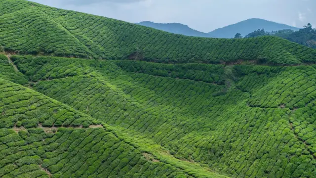 ملائشیا کا ’قومی‘ مشروب