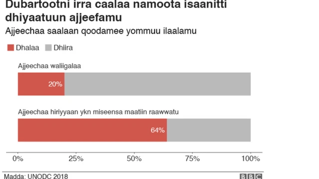 Ajjeechaa dhiiraa fi dhalaa irra gahu gabatee agarsiisu
