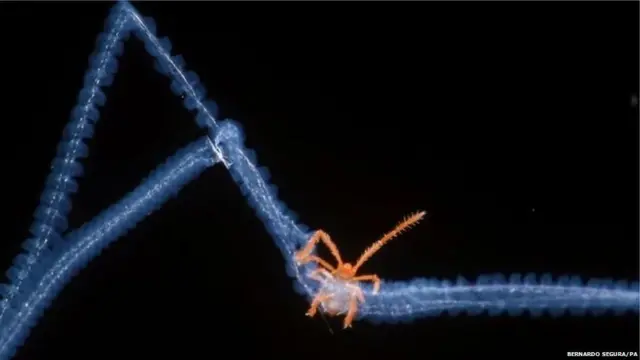 अतिसूक्ष्म कोळ्याचे जाळे