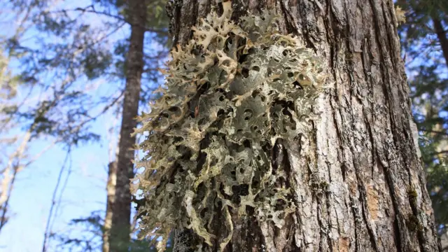 musgo en un árbol enLa Jacques Cartier