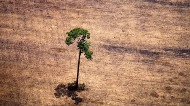 அதிபர் சயீர் போல்சனாரு பதவியேற்ற பின்னர், அமேசானில் காடு அழிப்பு அதிகரித்துள்ளது.