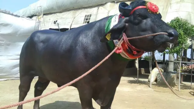 शहेनशाह