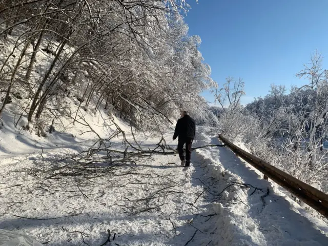 oboreno stablo na putu