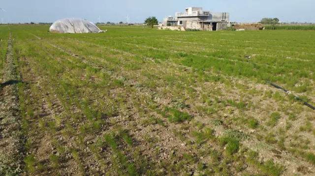 મેરગભાઈ આંબલિયાના જીરાના પાકની 1 જાન્યુઆરી 2026ના રોજ લેવાયેલી તસવીર 