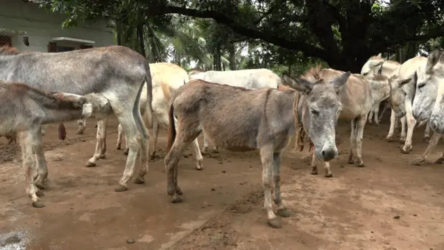 గాడిద పాలు