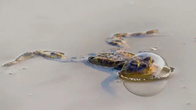 قورباغه‌ای در حباب