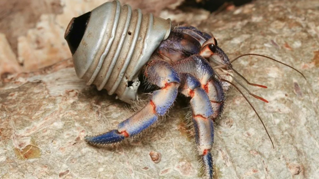 Kepiting pertapa kecil menggunakan ujung bohlam lampu yang patah sebagai cangkang alternatif.