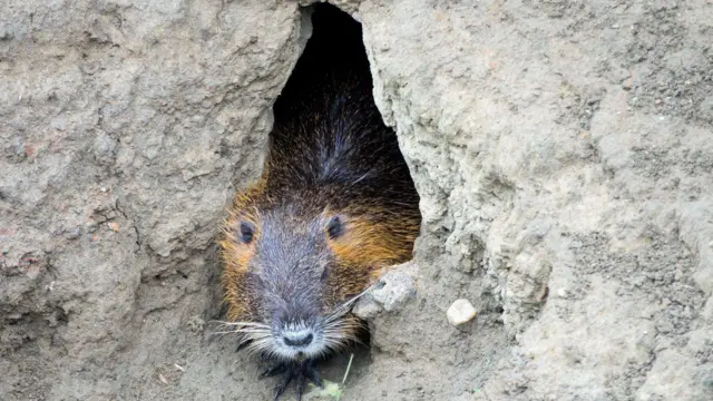 focinho do ratão numa toca 