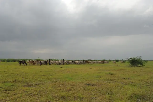 અદાણી, ગૌચર, હાઇકોર્ટ, સુપ્રીમ કોર્ટ, ગુજરાત સરકાર