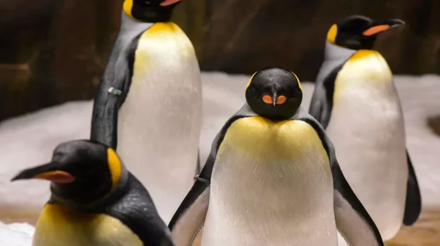 เพนกวิน