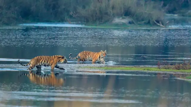 एक जोडी पाटेबाघ