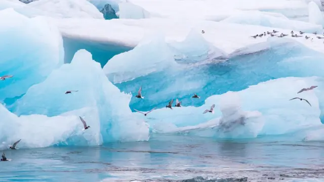 charranes o gaviotines árticos
