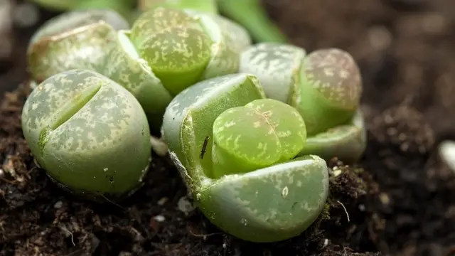 Close up of a green lithops plant