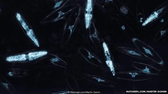 या जीवांमुळे समुद्राचा पृष्ठभाग चमकत असतो.