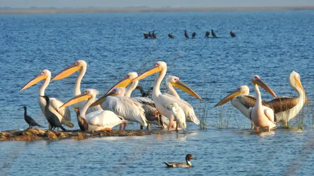 છારી ઢંઢ, રામસર સાઇટ, બીબીસી ગુજરાતી, કચ્છ, હેરિટેજ સ્થળ, ઐતિહાસિક સ્થળો, ગુજરાતનાં જાણીતાં સ્થળો, પર્યાવરણ