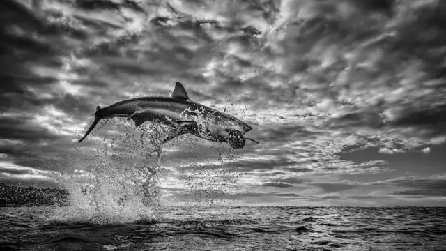 Видовищний стрибок білої акули