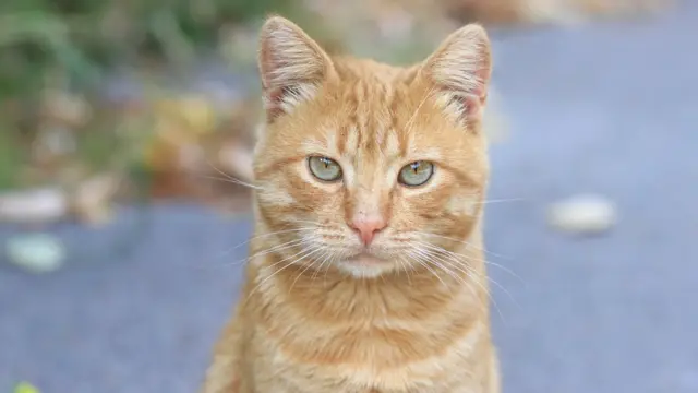 коти