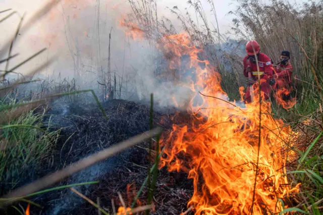 Petugas dari Manggala Agni Daops Sumatera XIV-Banyuasin berusaha memadamkan kebakaran lahan di Desa Sungai Rambutan, Indralaya Utara, Ogan Ilir (OI), Sumatera Selatan, Minggu (26/7/2026). Kebakaran lahan yang terjadi sejak siang hari tersebut tersebut berhasil dipadamkan oleh Manggala Agni Daops Sumatera XIV-Banyuasin dan dibantu oleh Helikopter Water Boombing Sikorsky Black Hawk N 360 UH. 