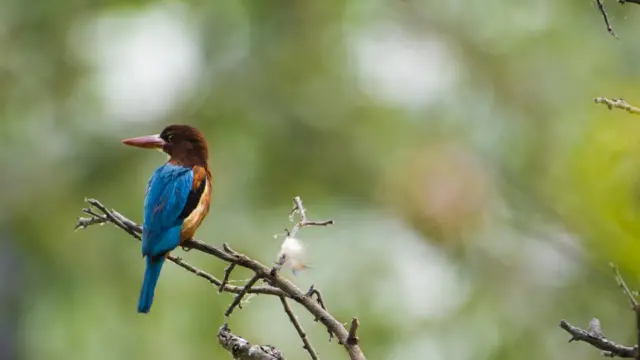 வேடந்தாங்கல் பறவைகள் சரணாலயம்